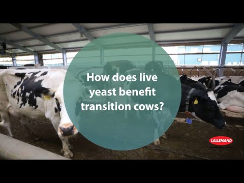 How does live yeast benefit transition cows?