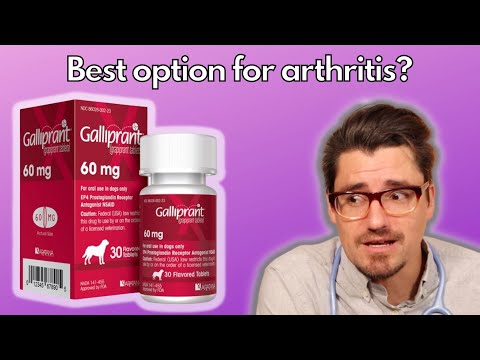 Is Galliprant the Best Option for Arthritis in DOGS?