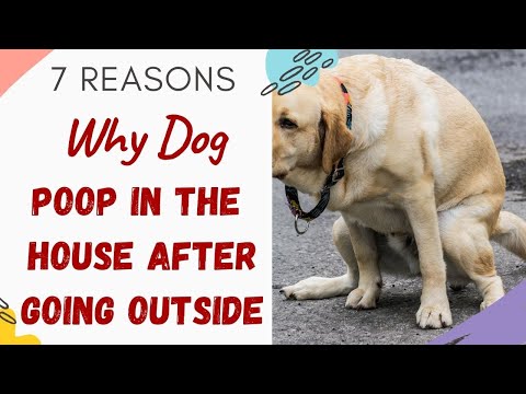 Why Does My Dog Poop In The House After Going Outside (Answered and Explained With 7 Reasons)