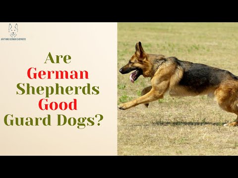 Are German Shepherds Good Guard Dogs?