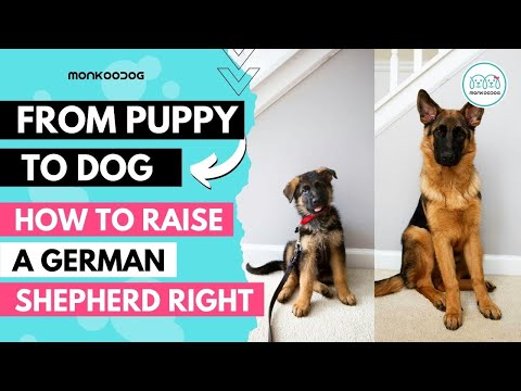 How to raise a German Shepherd 🐕‍🦺 puppy. Health, Nutrition & Training Complete Guide.