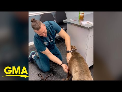 Veterinarian uses creative method to give dog shots l GMA