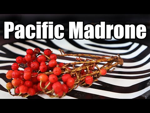 Pacific Madrone (Arbutus menziesii): Trying a Native Fruit Raw & as Juice! - Weird Fruit Explorer