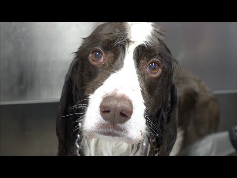 A fierce hunter with a kind heart | Springer Spaniel