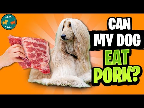 Can Dogs Eat Pork? | Is it Safe for Dogs to Eat Pork? | Can I Feed My Dog Raw Pork or Pork Bone?