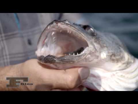 Do Fish Feel Pain? | Shimano Advocacy