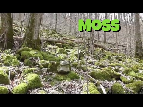 Is moss a plant?