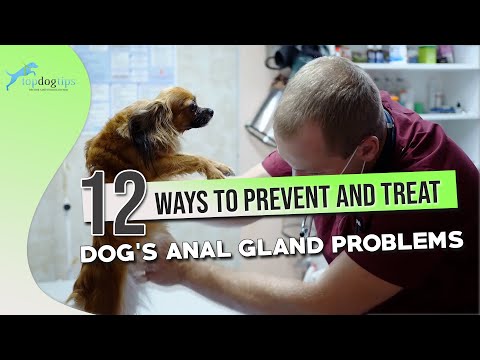 Dog’s Anal Gland Problems: 12 Ways to Prevent and Treat