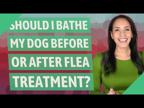 Should I bathe my dog before or after flea treatment?