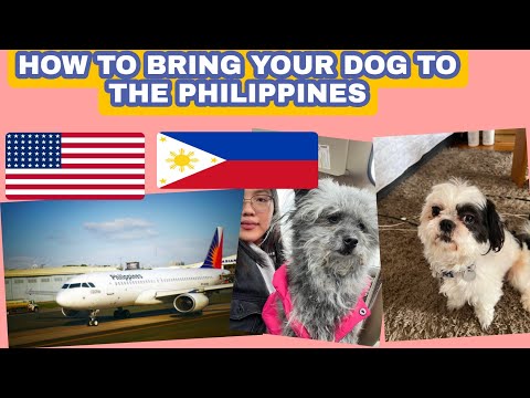 HOW TO TRAVEL WITH YOUR DOG TO THE PHILIPPINES 2022 (What are the requirements?)