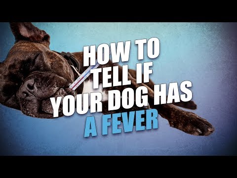 How to Tell If a Dog Has a Fever (Most Accurate Method)