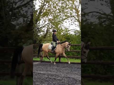 Jump saddle vs dressage saddle