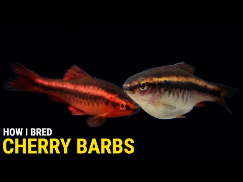 How I Bred Cherry Barbs at Home