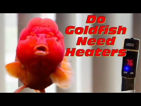 Do Goldfish Need a Water Heater? Yes! - Ideal Temp for Fancy Goldfish