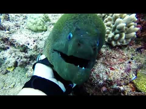 Friendly Dragon : Petting a Large, Friendly Moray Eel