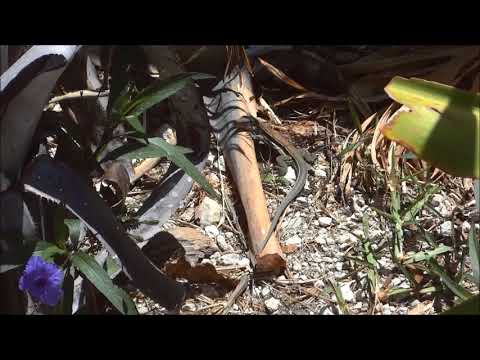 Bahamian Snakes