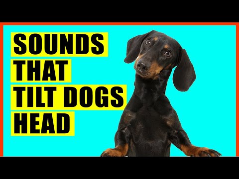Sounds That Make Dogs Tilt Their Head (GUARANTEED )