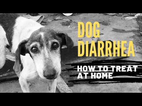 Diarrhea in Dogs: How To Quickly Treat At Home