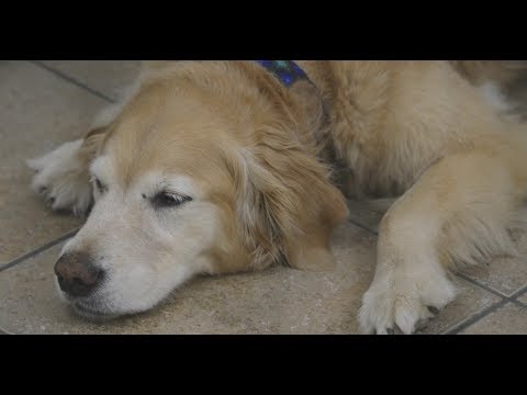 How to tell if your dog has arthritis