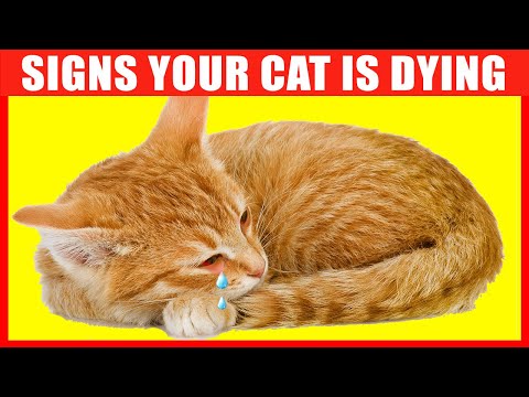 12 Critical Signs that Indicate Your Cat is Going to Die