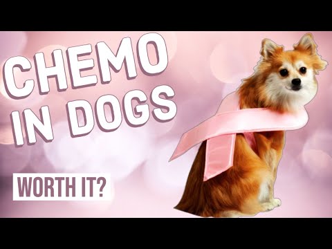 Chemotherapy in Dogs