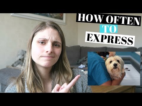 HOW OFTEN TO EXPRESS DOGS ANAL GLANDS - YOUR QUESTION ANSWERED