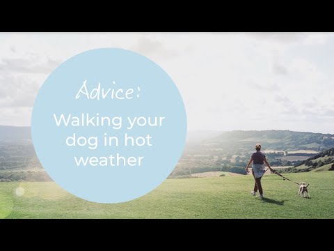 Advice: Walking your dog in hot weather