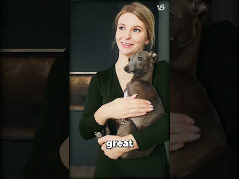 Whippet VS Italian Greyhound