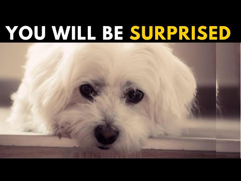 Can Maltese Dog Stay Alone at Home?