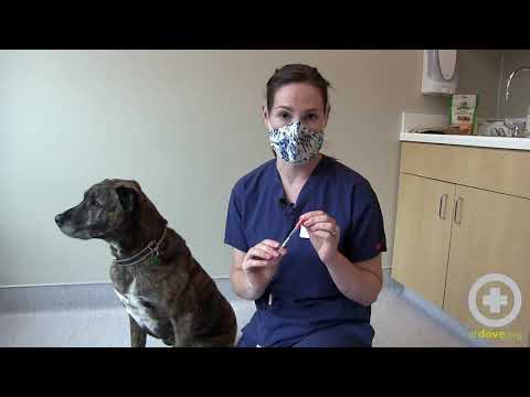 How to Administer Insulin to Your Dog at Home