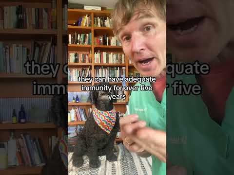 I vaccinated dogs incorrectly  give vaccines this way to avoid side effects
