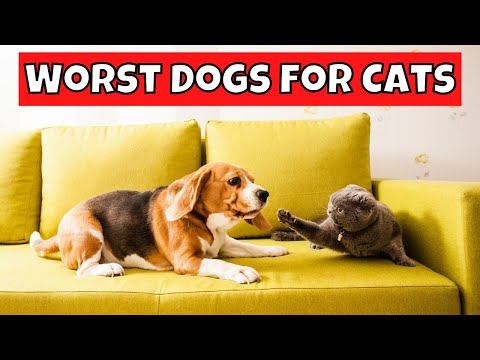 Top 10 Worst Dog Breeds for Cats