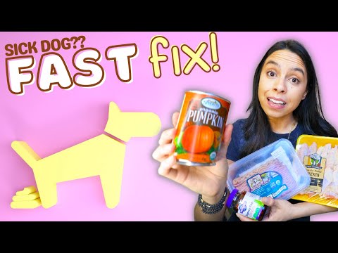My dog had diarrhea 😨 THIS Fixed it FAST! 🙌