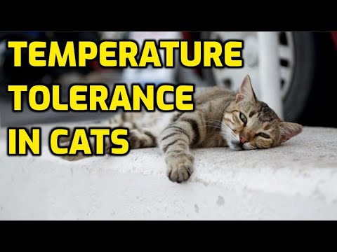 How Hot Is Too Hot For Cats? (Safe Temperature Range)