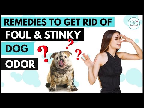 STINKY dog & BAD odor ? KEY to make your dog smell good once again.