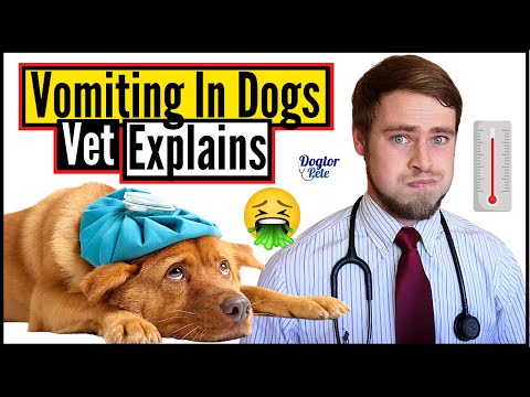 How To Care For A Dog Throwing Up? | Types Of Dog Vomit And What They Mean | Veterinarian Explains