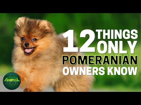 12 Things Only Pomeranian Dog Owners Understand