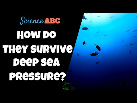 How Do Deep Sea Fish Survive the Extreme Pressure?