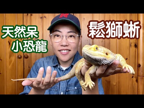 【昆蟲擾西上課了！】鬆獅蜥！溫和呆萌  可以像狗狗貓咪一樣陪伴主人  最受歡迎的寵物蜥蜴