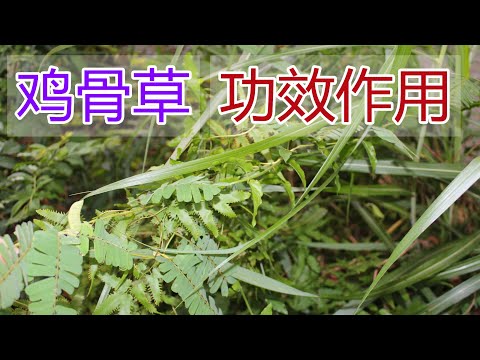鸡骨草的功效和作用，鸡骨草泡水喝的功效,鸡骨草食用禁忌
