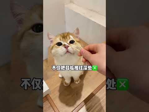 猫咪经常挠耳朵，泪痕明显，都是在向你求助，一定要定期清理耳朵#洗耳液 #萌宠好物