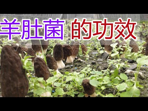 羊肚菌的功效和作用，羊肚菌食疗方法,羊肚菌食用禁忌