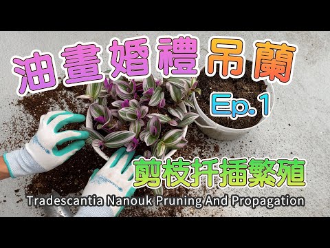 网红油画婚礼吊兰徒长转爆盆系列第一期：枝条修剪和扦插繁殖