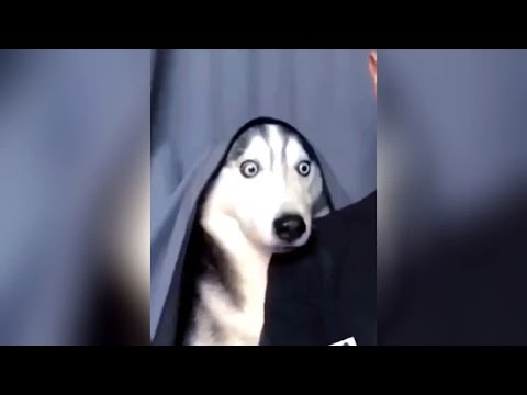 “目瞪狗呆”