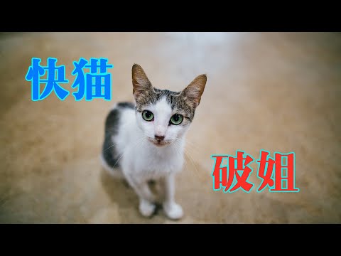 快猫破姐版|老司机开车必备看片神器|准备好营养快线