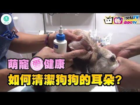 讓醫生教你，如何清潔狗狗的耳朵?《萌寵愛健康》