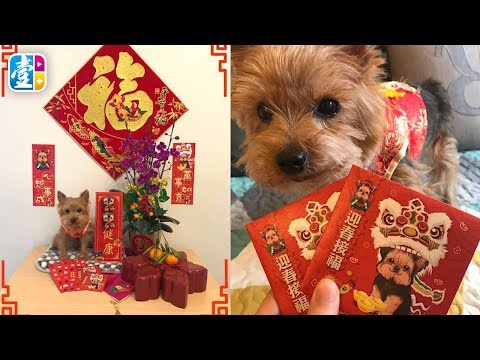 真真正正過狗年 義工幫狗仔籌利是