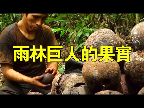 巴西堅果的辛酸歷程，500公里竟然走了3天